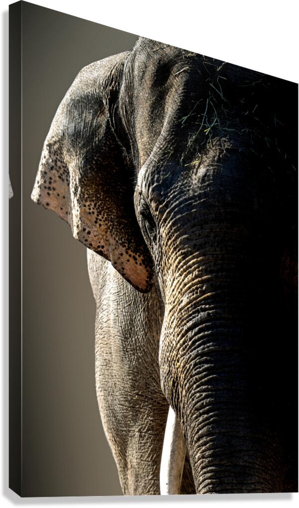 Oh My Goodness Canvas Print