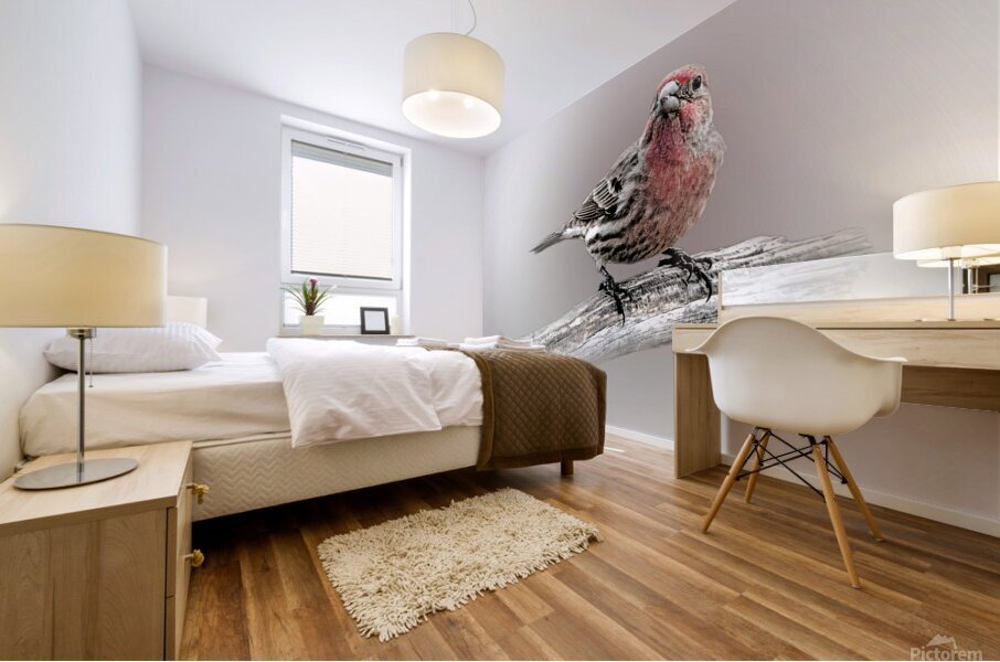 House Finch Mural print