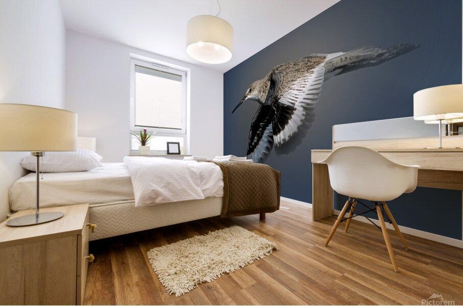 Or Willet Mural print