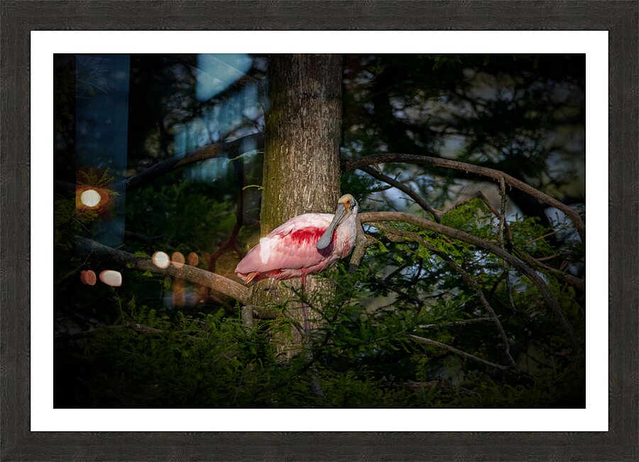Spoonbill Picture Frame print