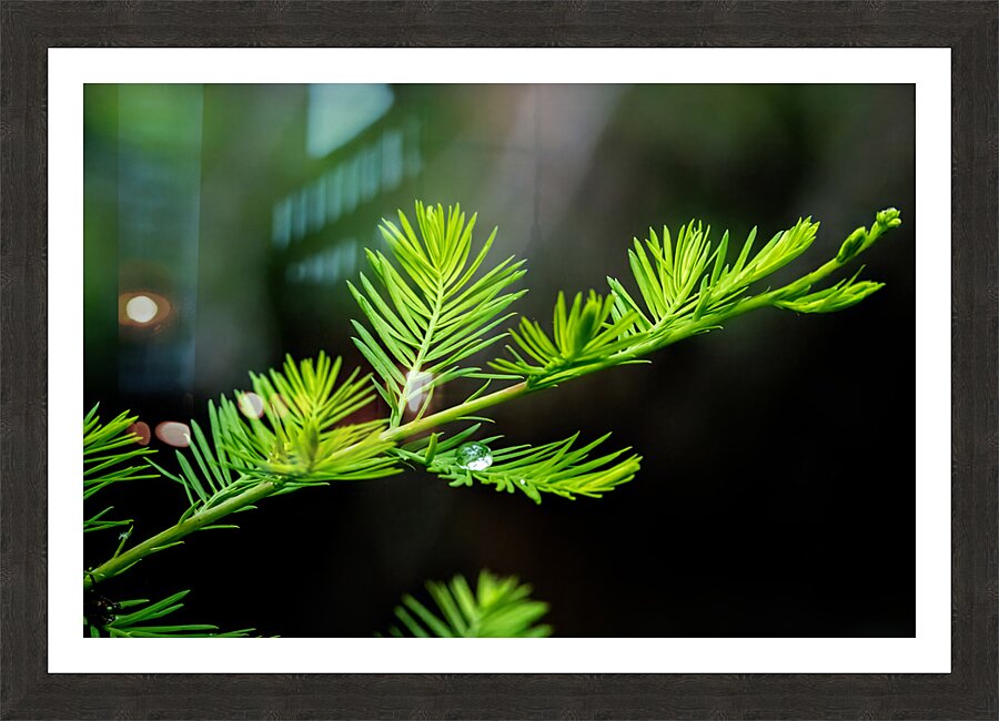 Delicate Cypress Picture Frame print