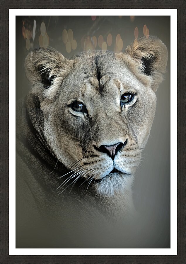 Lioness Picture Frame print