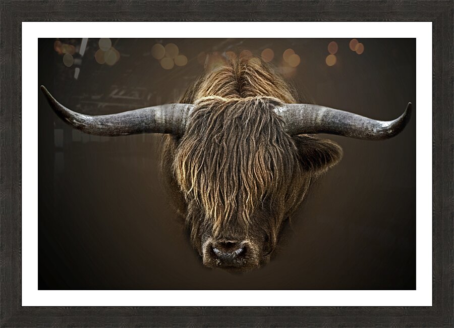 Shaggy Bull Picture Frame print
