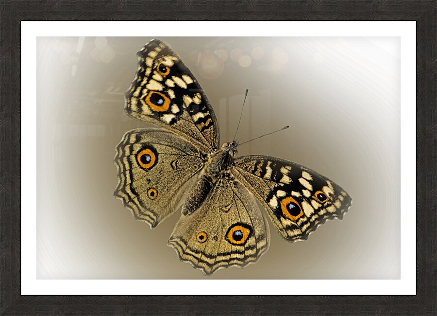Lemon Pansy Picture Frame print