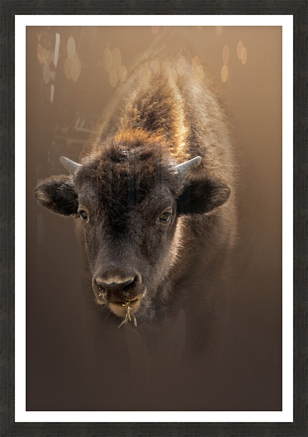 Spaghetti for Bison Picture Frame print