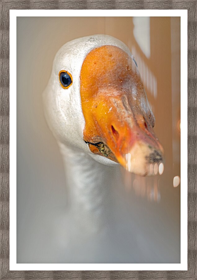 Nice Honker Picture Frame print