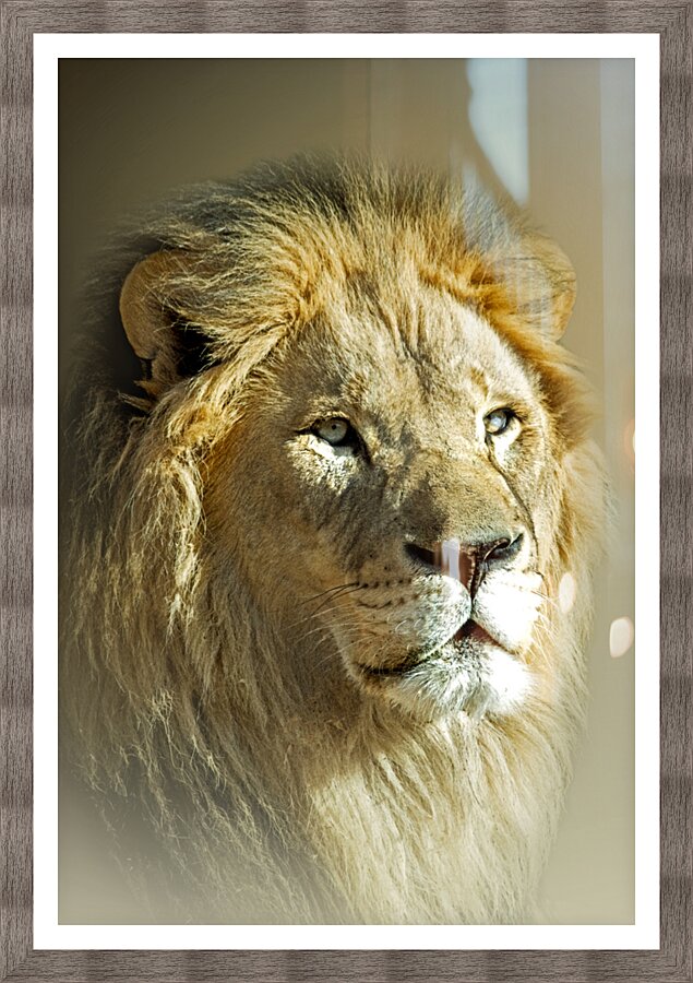 Bold as a Lion Picture Frame print