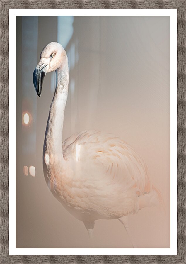 Graceful Blush   Picture Frame print