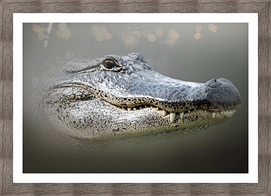 Bayou Gaze Picture Frame print