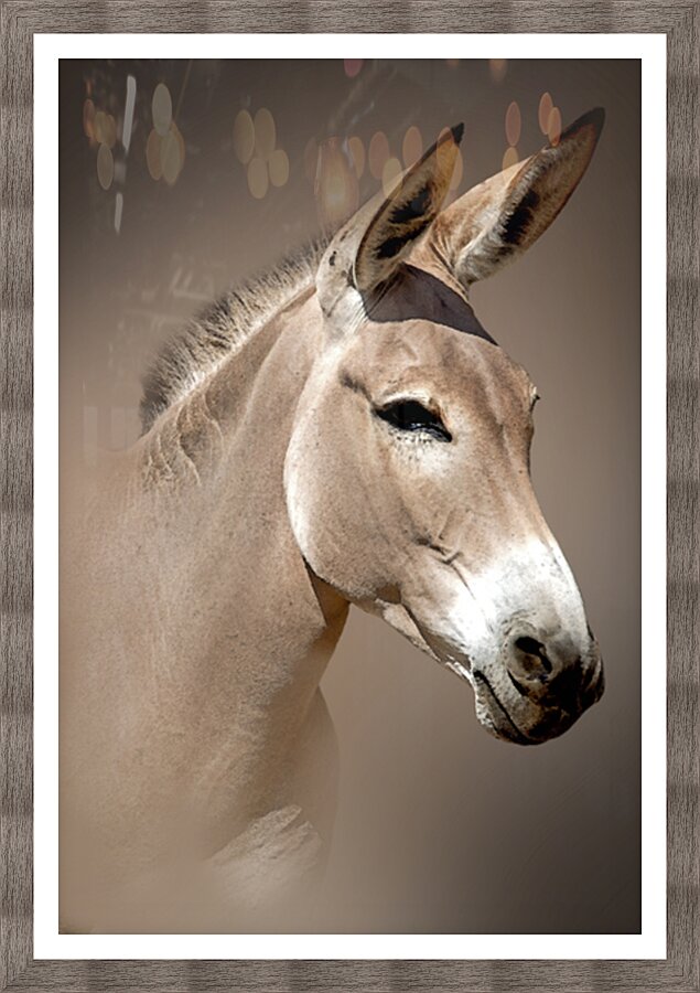 Wild Ass Portrait Picture Frame print
