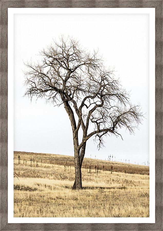Solitude in Twisted Branches Picture Frame print
