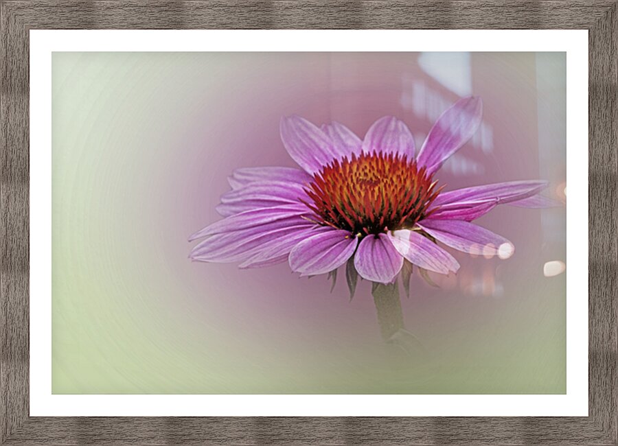 Soft Petals Bright Cheer Picture Frame print