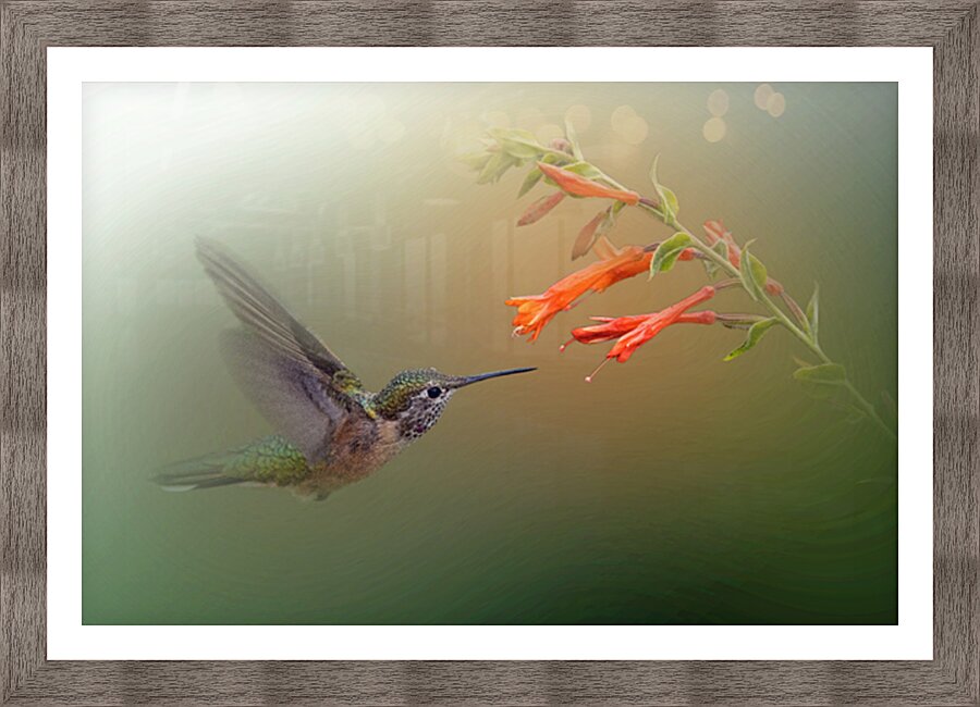 Buzz and Blossom Picture Frame print
