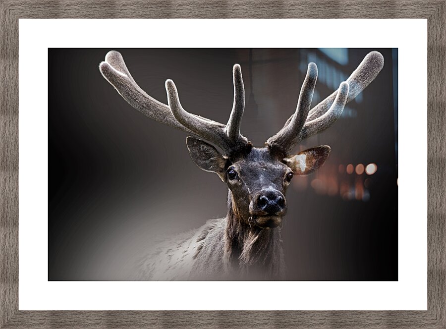 A New Crown Picture Frame print