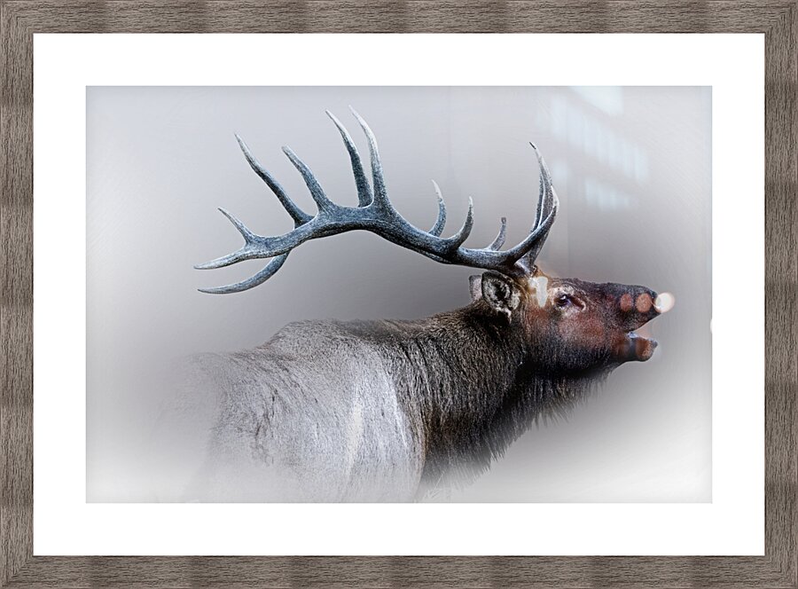 Courtship Call Picture Frame print