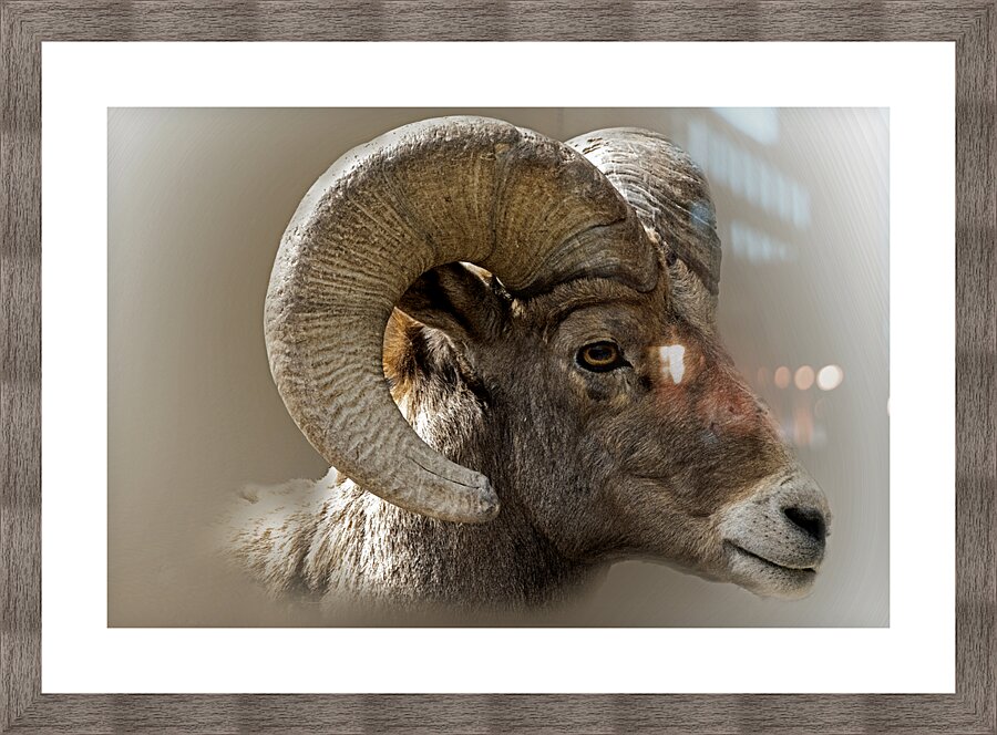 Hard Headed Picture Frame print