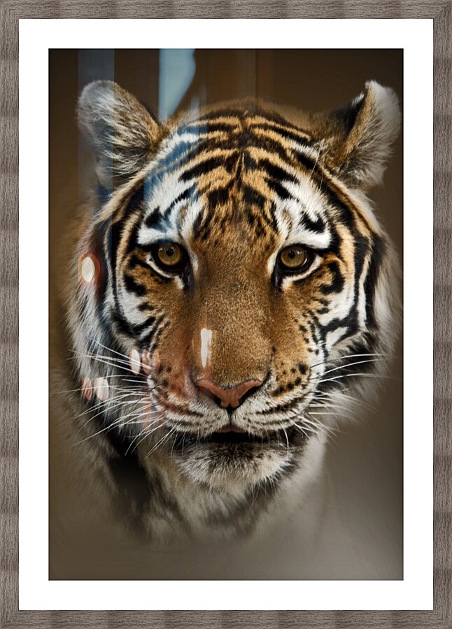 Tigress Picture Frame print