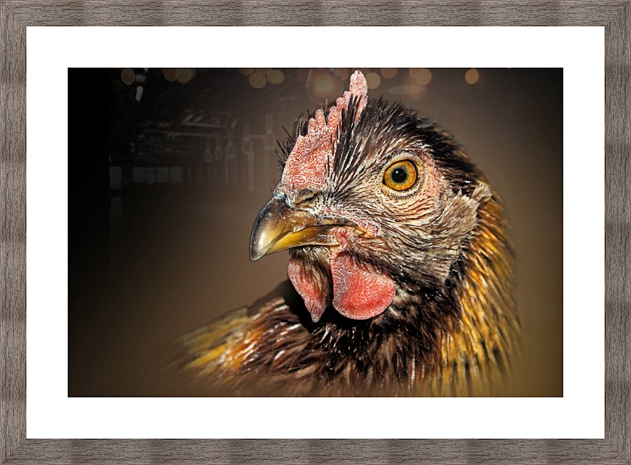 Cluck Cluck  Picture Frame print