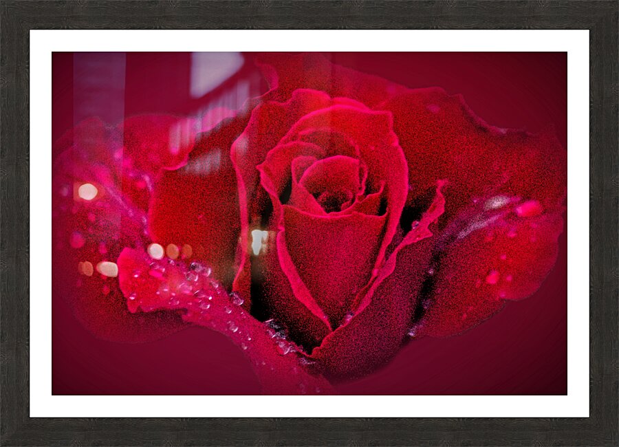 Red Rose On Red Picture Frame print