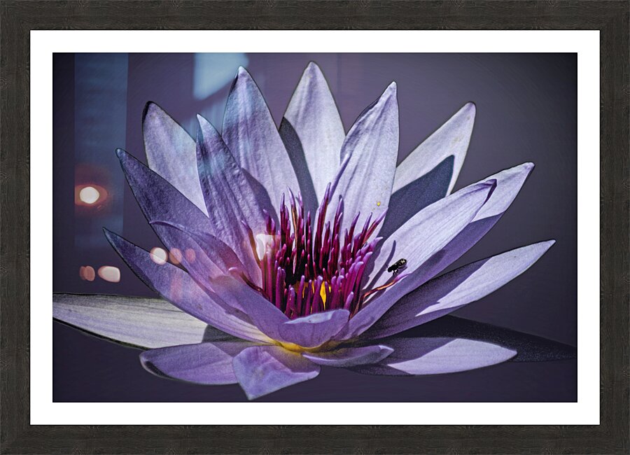 Lily Buddy Picture Frame print