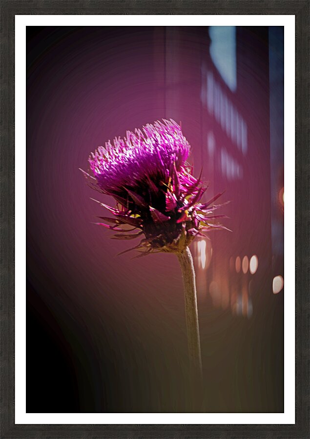 Thistle Do Picture Frame print