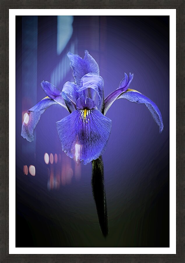Iris Art Picture Frame print