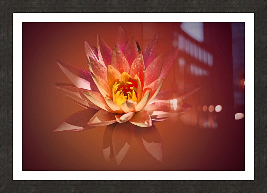 Spa Lily Picture Frame print