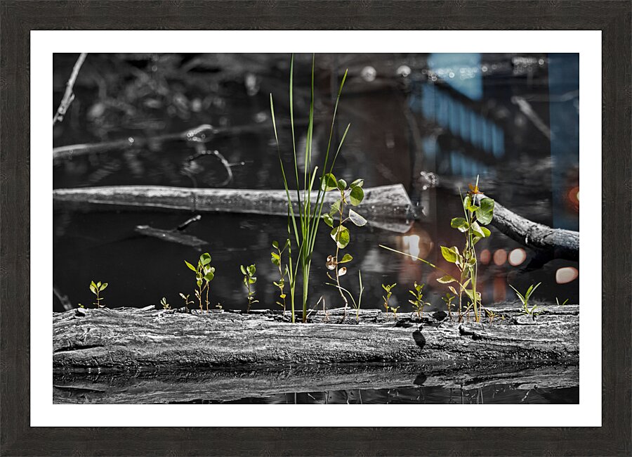 Life from the Decay Picture Frame print