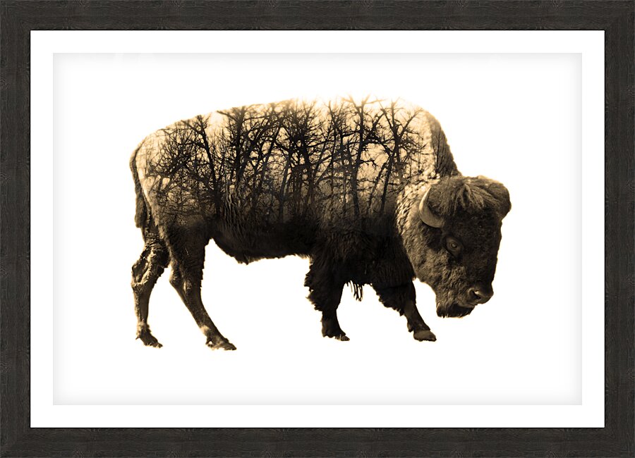 Brush Bison Picture Frame print