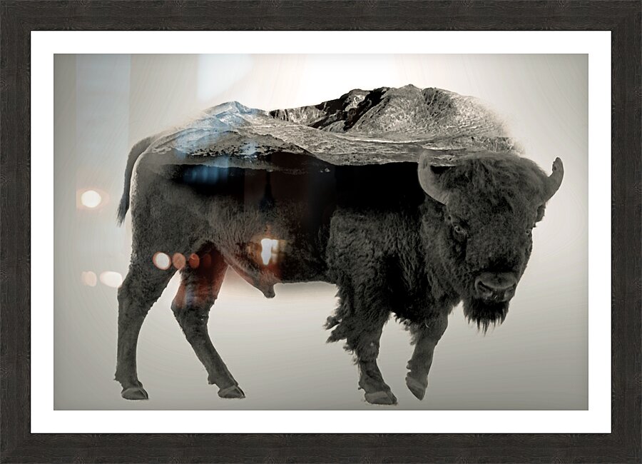 Rocky Mountain Bison  Picture Frame print
