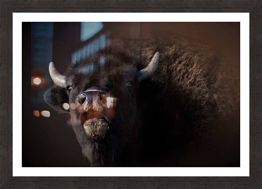 Bellowing Picture Frame print