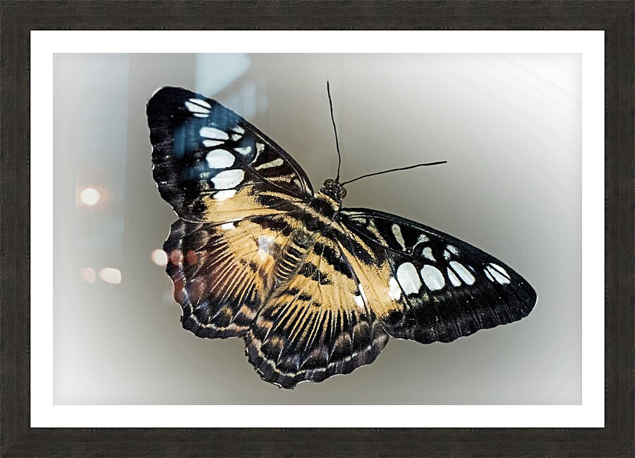 Clipper Art Picture Frame print