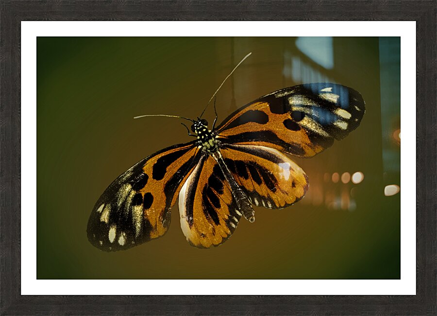 Tiger Wing Picture Frame print