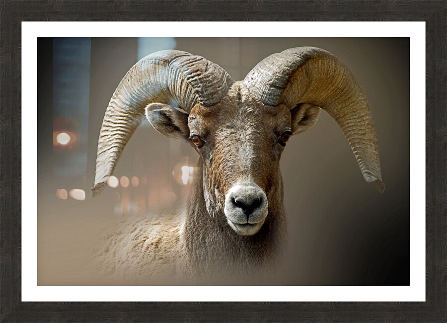 Curly Picture Frame print