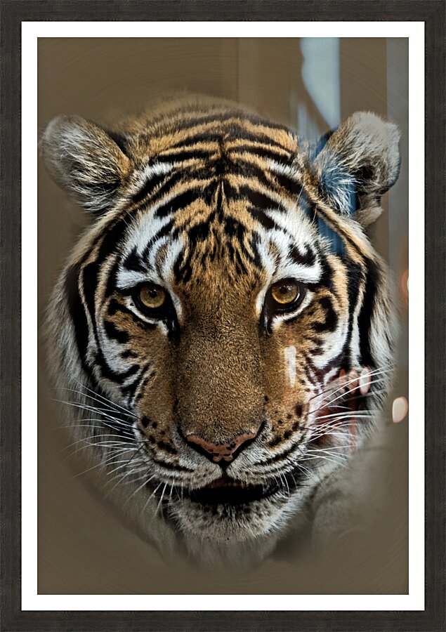 Fierce Picture Frame print