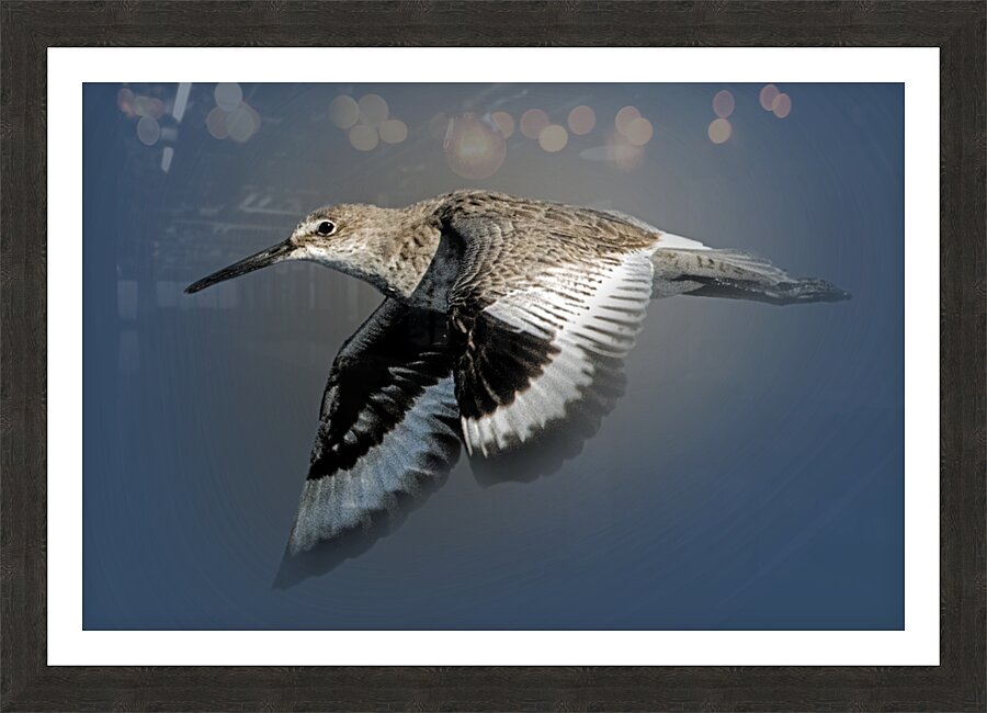 Or Willet Picture Frame print