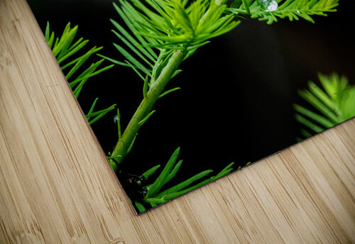 Delicate Cypress B Zolle puzzle