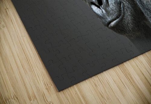 I told You So B Zolle puzzle