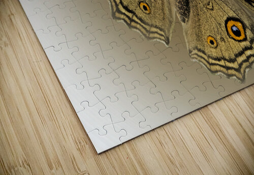 Lemon Pansy B Zolle puzzle