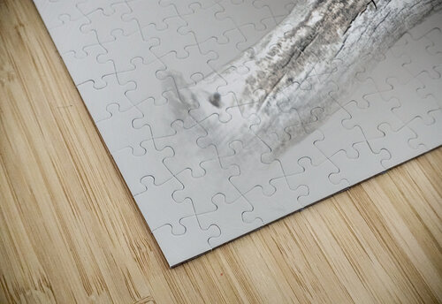 House Finch B Zolle puzzle