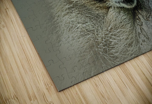 Quiet Please B Zolle puzzle