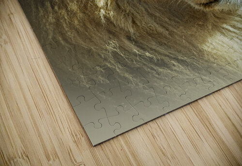 Bold as a Lion B Zolle puzzle