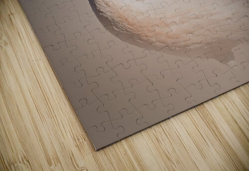Graceful Blush   B Zolle puzzle