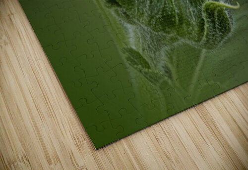 Tender Green Awakening B Zolle puzzle