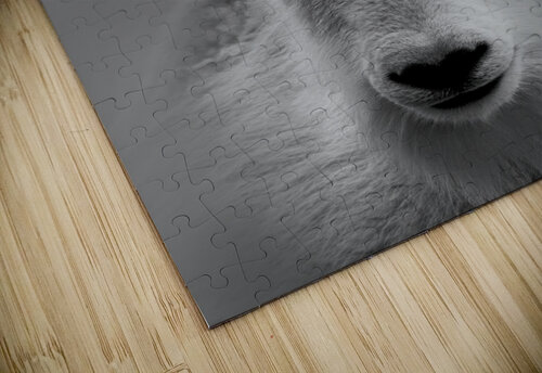 A Cloud with Horns B Zolle puzzle