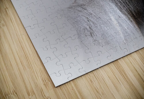 Courtship Call B Zolle puzzle