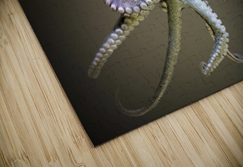 Up in Arms B Zolle puzzle