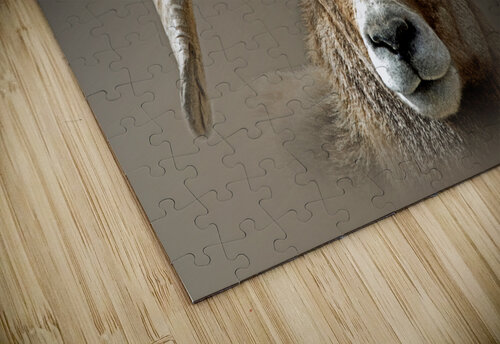 Crash B Zolle puzzle