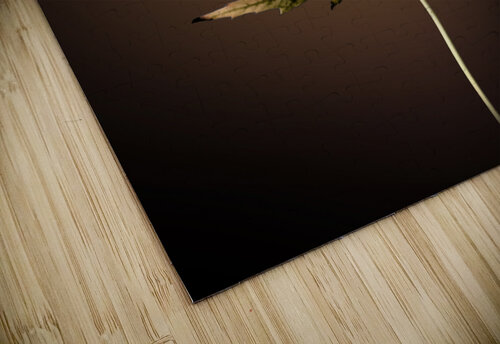 Leaf  B Zolle puzzle