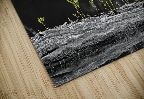 Life from the Decay B Zolle puzzle